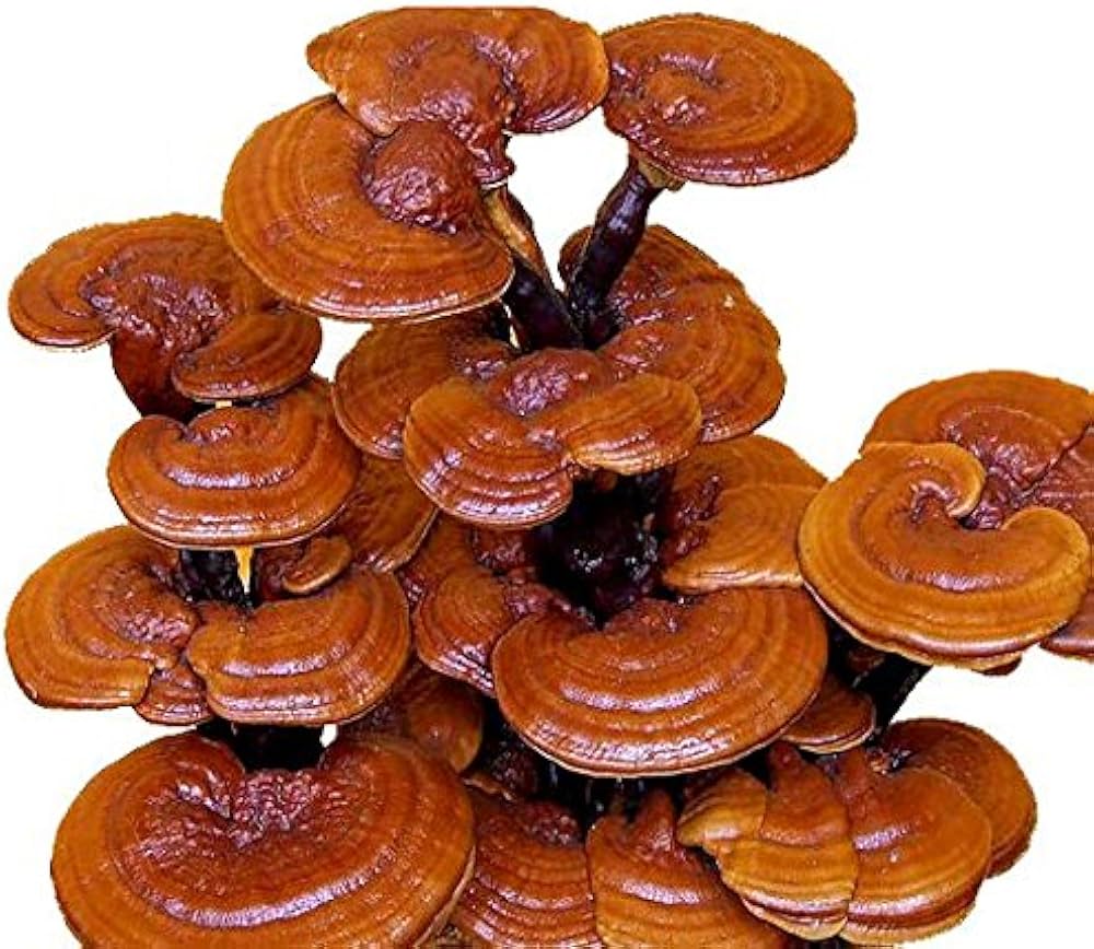 Ganoderma Lucidum Reishi Mushroom Organic - for planting in home garden